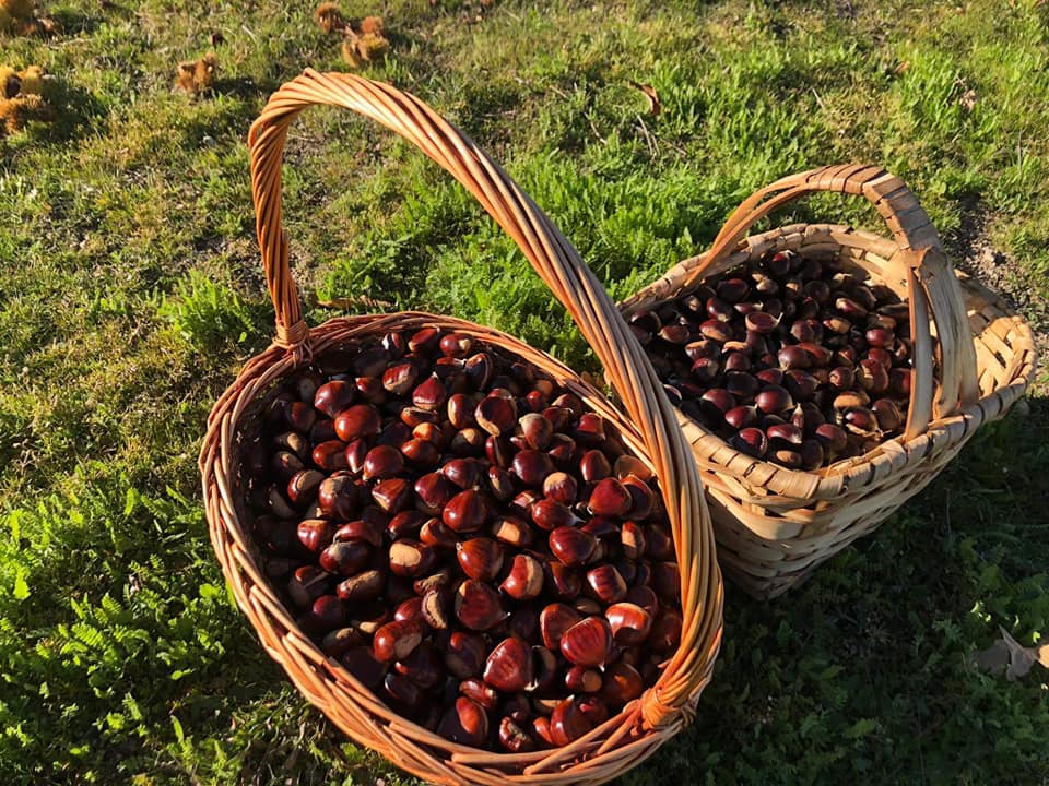 Notícias - Preparativos para o nosso magusto 🌰🍁🍂